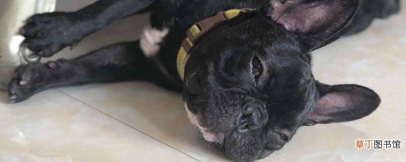 法斗犬多大可以配种