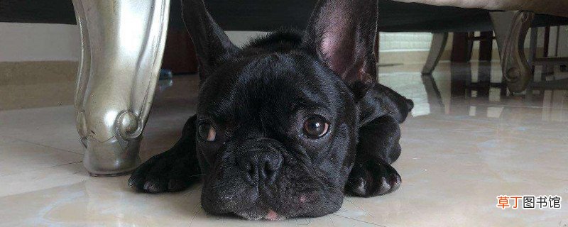 法斗会不会咬主人