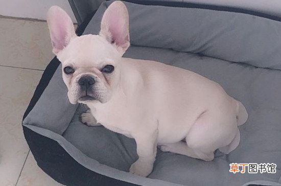 法斗会不会咬主人