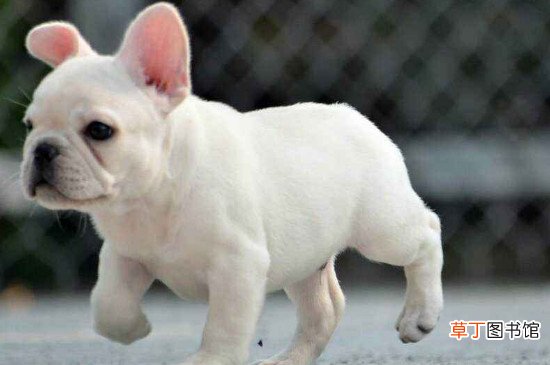 斗牛犬毛为什么是硬的