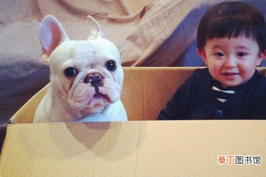 斗牛犬毛为什么是硬的