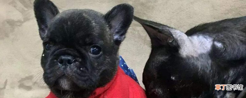 斗牛犬毛为什么是硬的