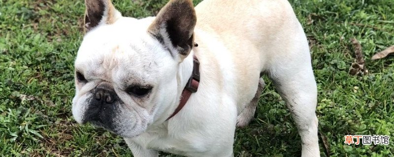 法斗真菌皮肤病自愈吗