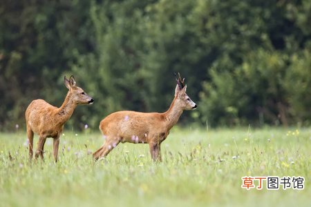獐子是几级保护动物