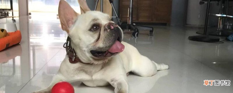 法斗多大认主人