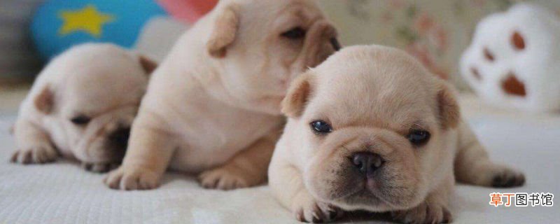 法斗犬呕吐拉稀怎么办