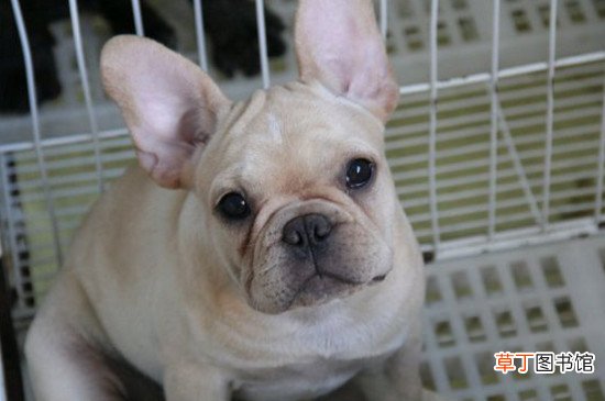 法国斗牛犬怎么领狗证