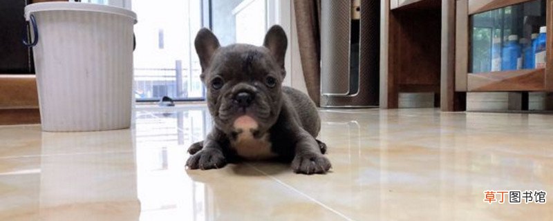 法国斗牛犬怎么领狗证