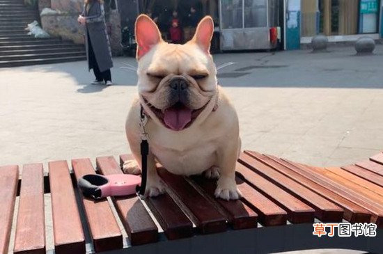 法国斗牛犬怎么领狗证