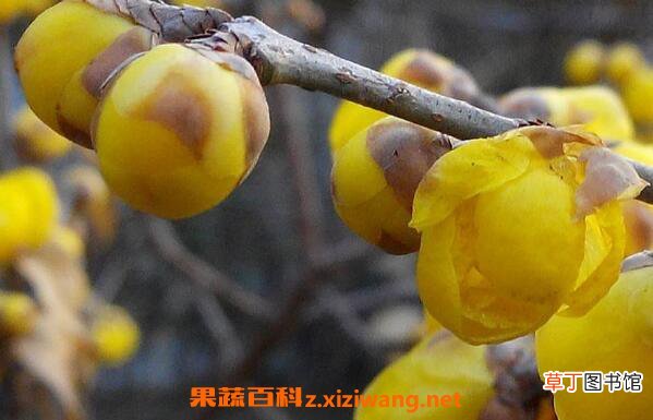 腊梅花如何保存 腊梅花的保存方法和教程