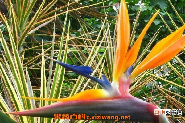 鹤望兰什么时候开花 鹤望兰怎么修剪