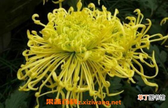 菊花的功效与作用 吃菊花的好处