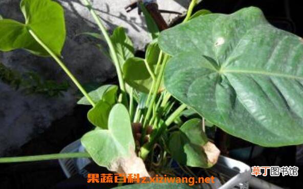 滴水观音和海芋花的区别