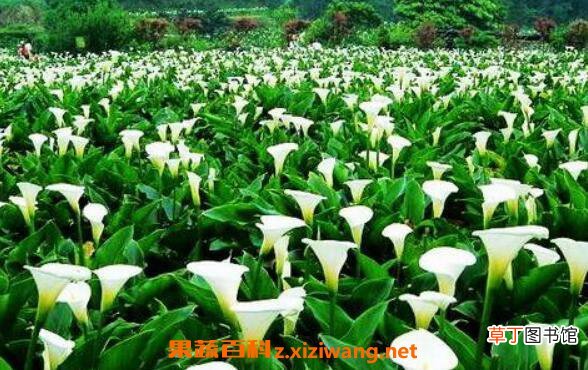 海芋的功效与作用 海芋怎么养