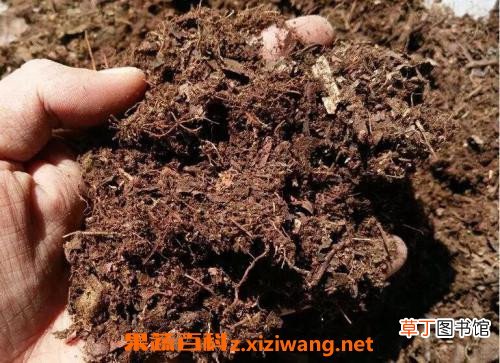 什么是花土 花土里有虫子怎么办