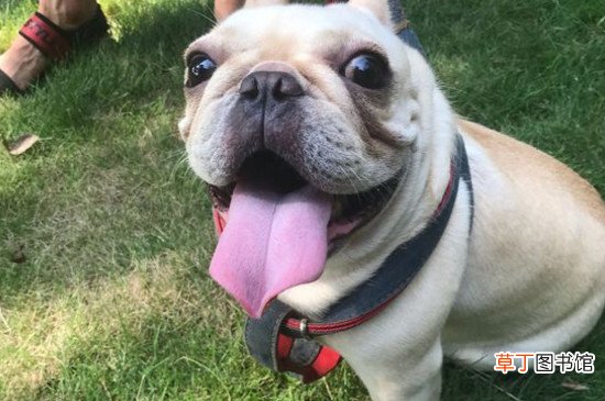 法斗不停流粘稠口水