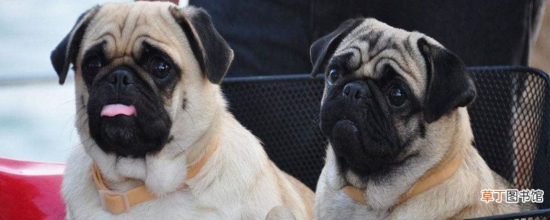 巴哥犬掉毛严重怎么办，怎么让巴哥犬不掉毛