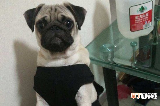 巴哥犬掉毛严重怎么办，怎么让巴哥犬不掉毛