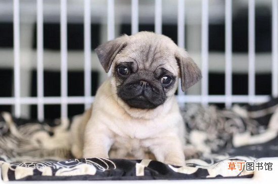 巴哥犬怎么训练