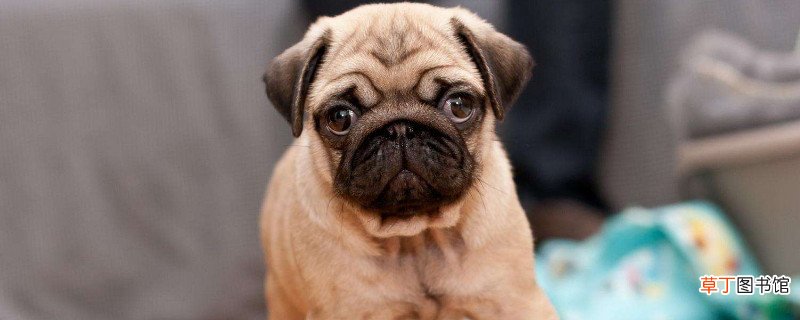 巴哥犬怎么训练