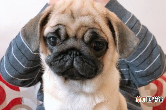 巴哥犬性格怎么样，巴哥犬的性格优缺点