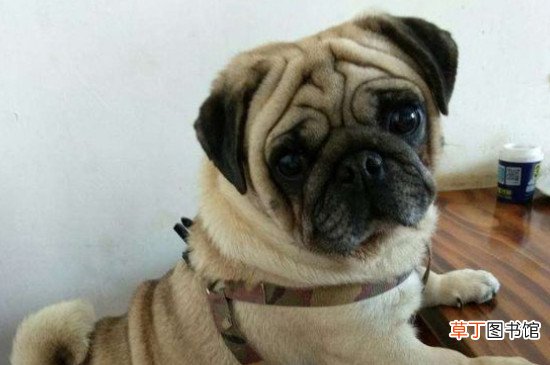 巴哥犬性格怎么样，巴哥犬的性格优缺点