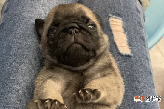 巴哥犬性格怎么样，巴哥犬的性格优缺点