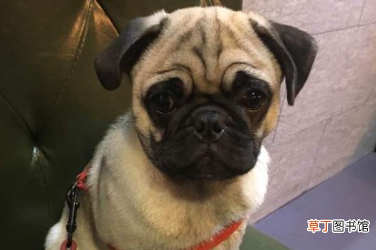 巴哥犬几种颜色