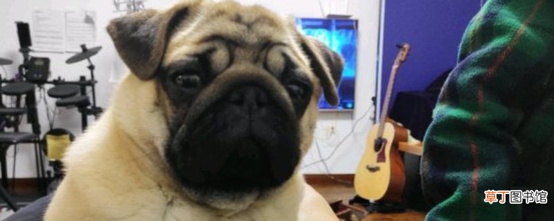 巴哥犬打它记仇吗
