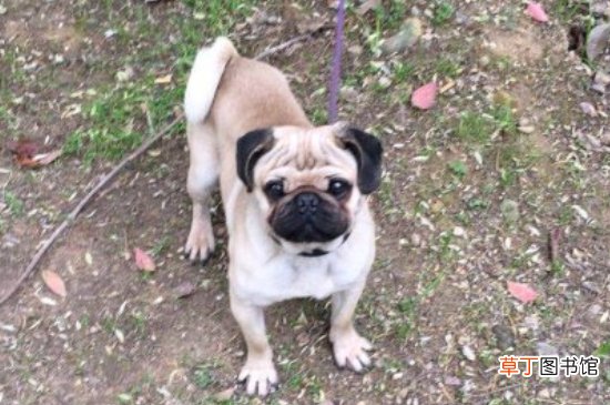 巴哥犬打它记仇吗