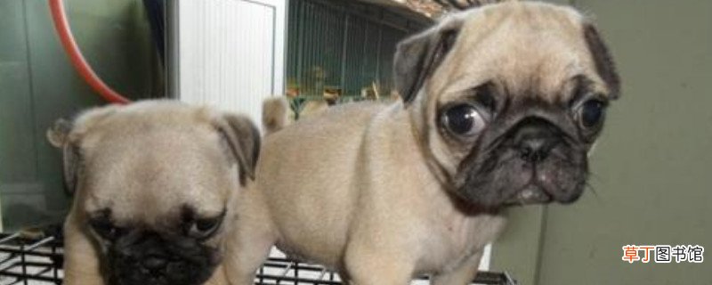 怎么训练巴哥犬