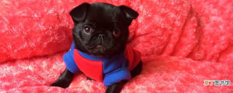 八哥犬一天喂几次