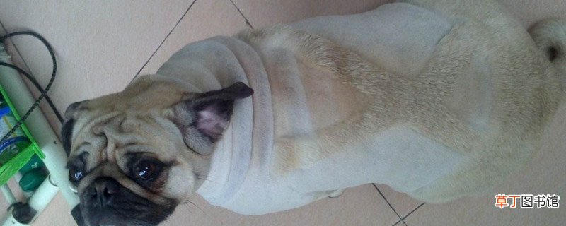 巴哥犬可以剃毛吗