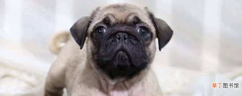 巴哥犬报复主人的表现