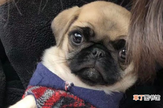 巴哥犬的优缺点