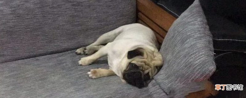 巴哥犬的优缺点