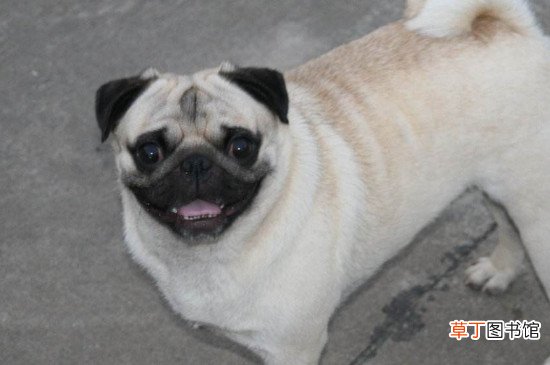 巴哥丢了会认新主人吗