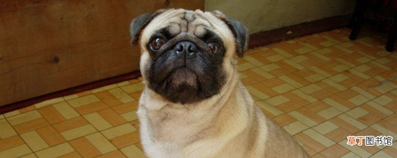 巴哥犬几个月认主人
