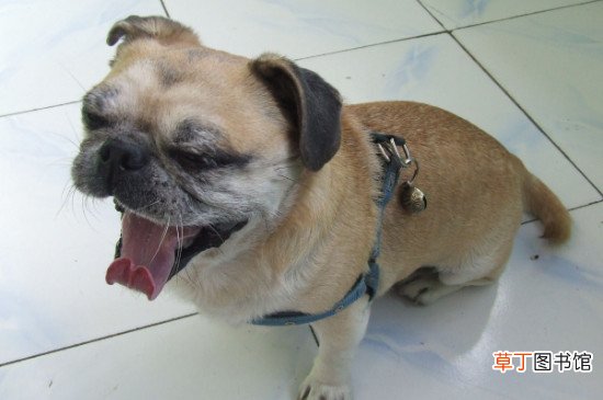 怎么让小巴哥犬认人