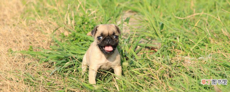 怎么让小巴哥犬认人