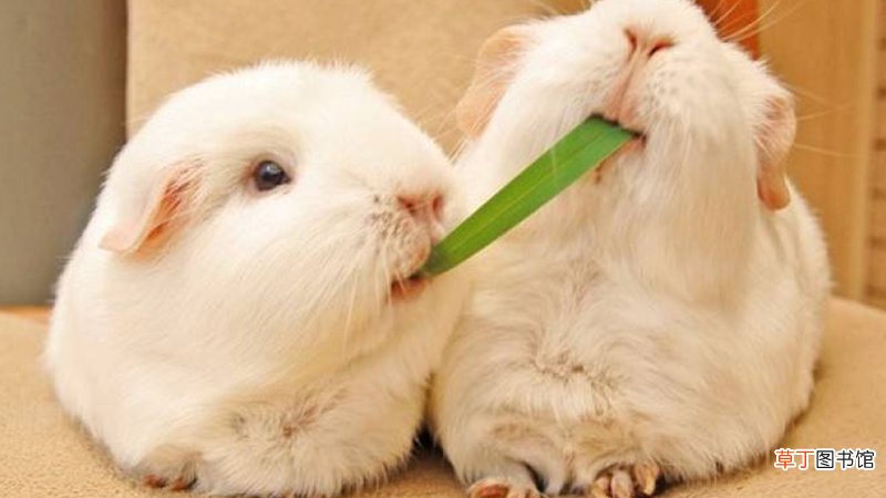 bunny和rabbit的区别是什么