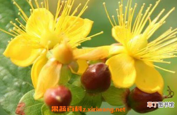 金丝梅的功效与作用 金丝梅的腌制方法