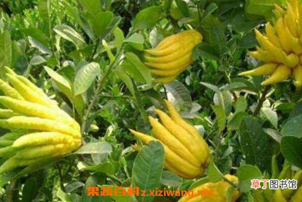 佛手花的功效与作用 佛手花怎么吃