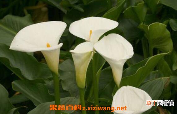 海芋花有毒吗 海芋花的养殖方法和注意事项