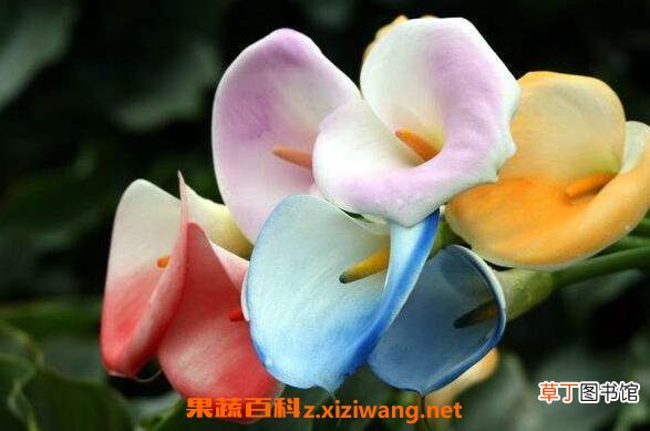 海芋花有毒吗 海芋花的养殖方法和注意事项
