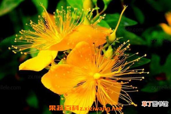 金丝梅和金丝桃的区别