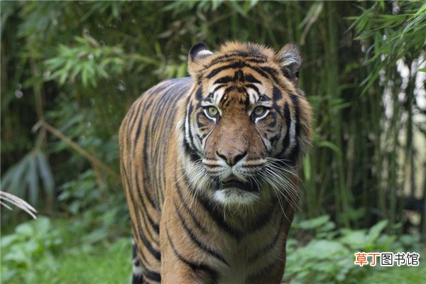 老虎抓到一头鹿有什么启示