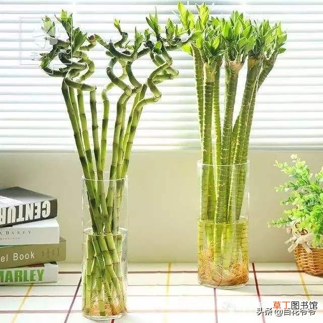 富贵竹冬天怎么养 富贵竹一到冬天就冷死？