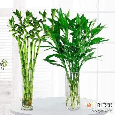 富贵竹冬天怎么养 富贵竹一到冬天就冷死？