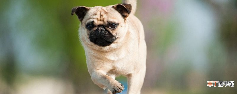 养巴哥夏天怎么办